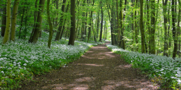 Balade guidée : Cueillette des plantes comesti ...