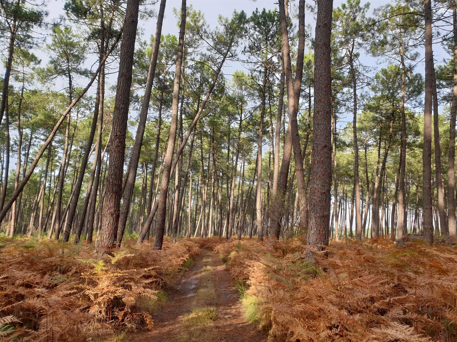 Randonnée à Cazalis