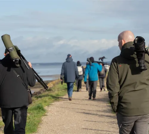 Formation aux oiseaux du littoral : l'identification des limicoles (niveau perfectionnement)