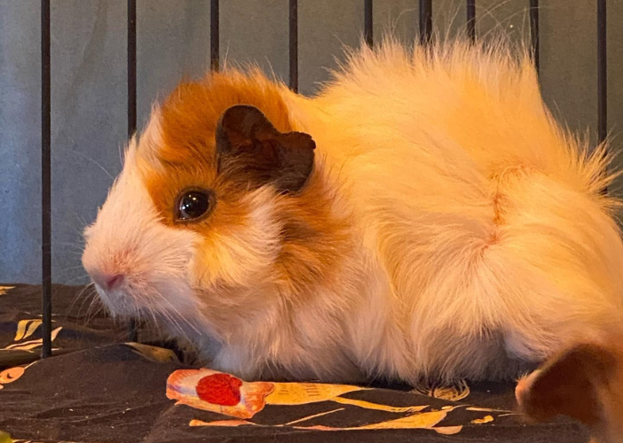 Atelier des p'tits curieux : "Immersion à la f ...