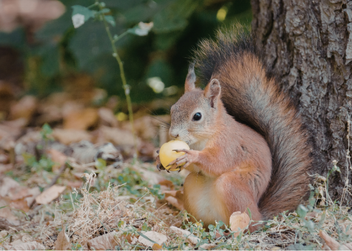 Atelier des p'tits curieux "Fabrique un nichoi ...