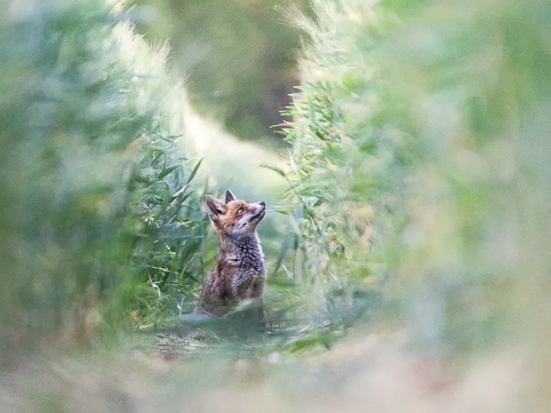 Activités agricoles & biodiversité - Conférenc ...