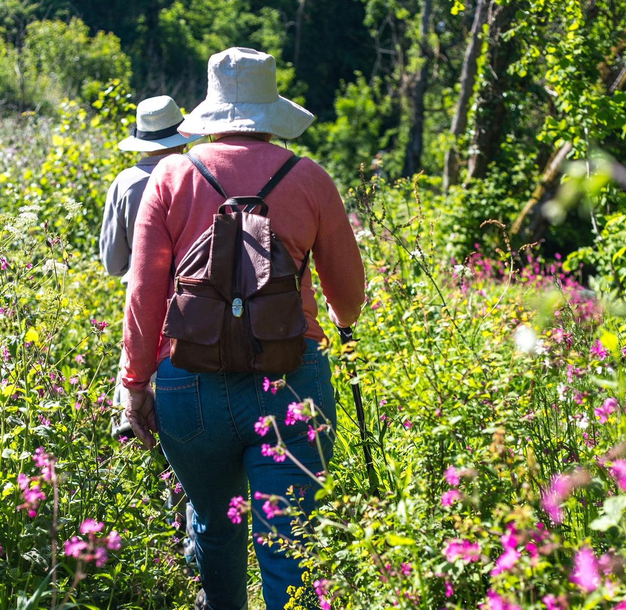 Balade nature la flore des sous-bois au printemps