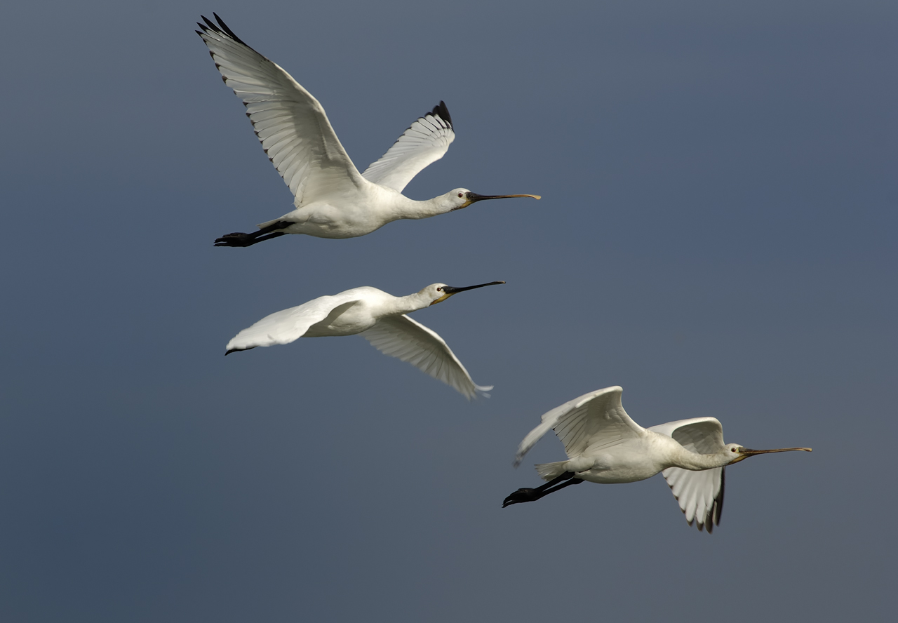 Escale avec les oiseaux migrateurs