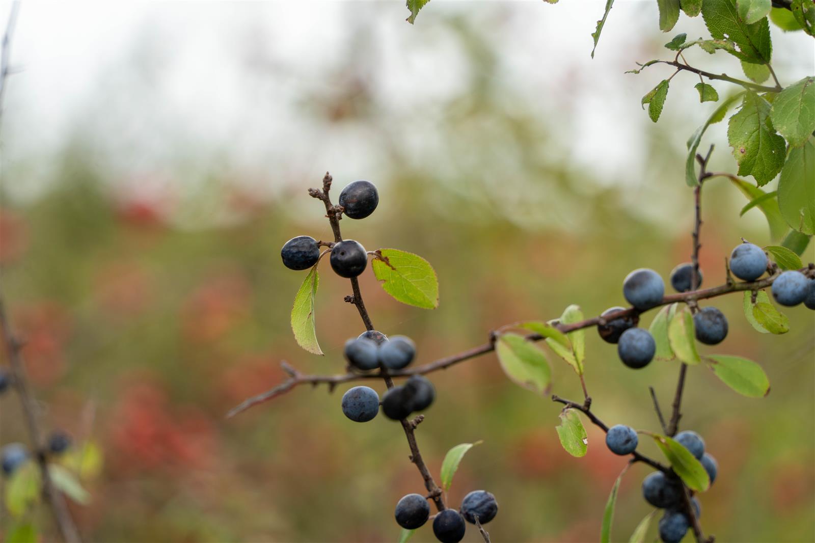 Exploration botanique : alliances cachées des  ...