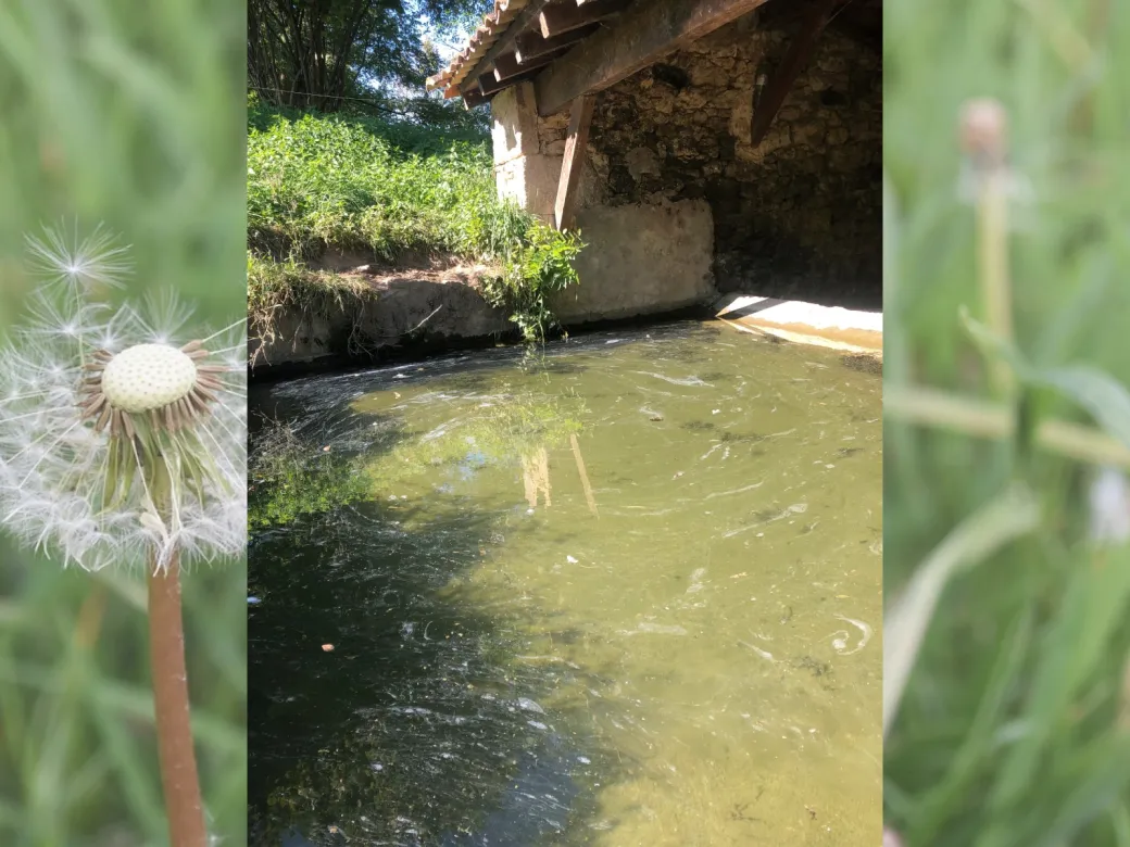 Découverte de la flor ... - Crédit: Lavoir - © Auringlet | CC BY-NC-ND 4.0