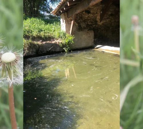 Découverte de la flore dans tous ses états - Bagas