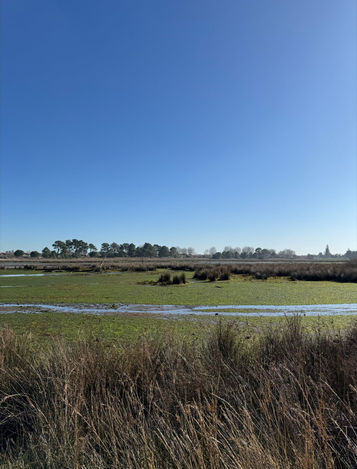 Prés Salés Ouest, découverte faune et flore