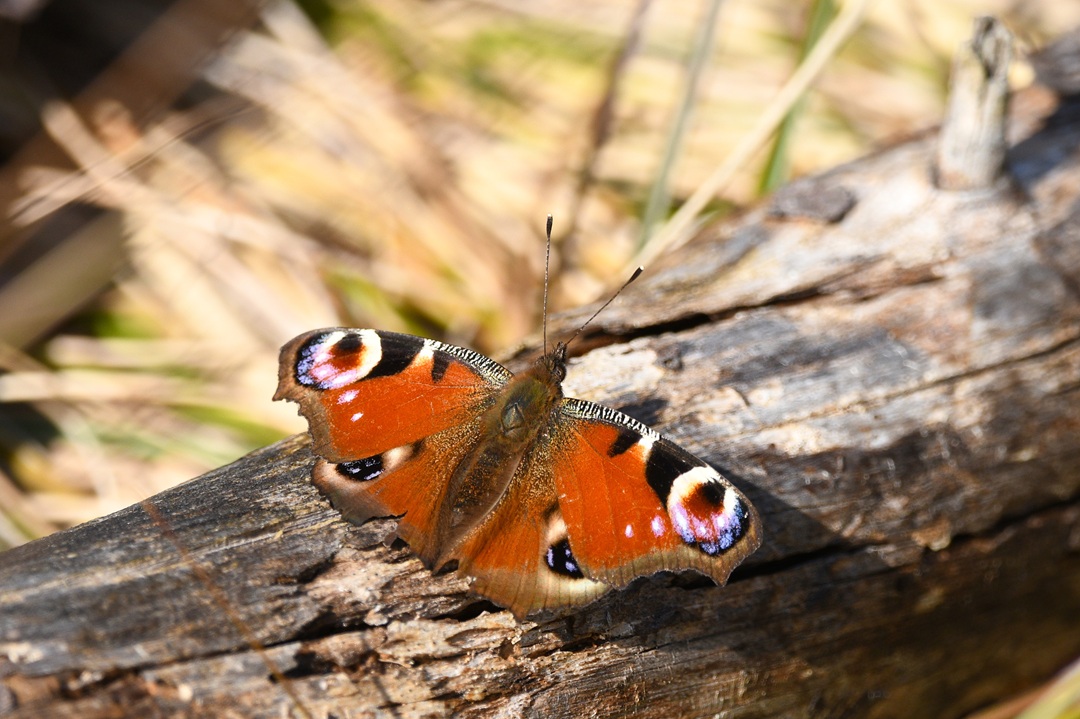 Sortie participative - le papillon de nuit