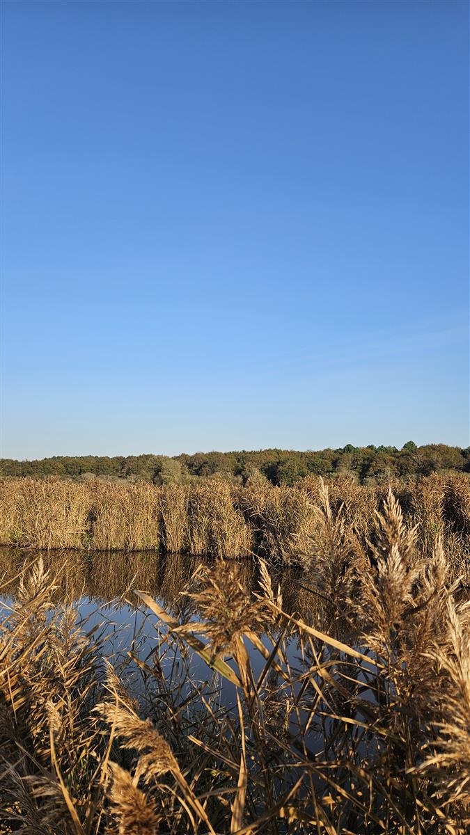 Les découvertes de Monta : Découverte du marai ...