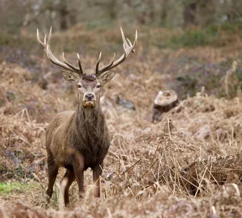 Les découvertes de Monta : Veillée sonore brame du cerf