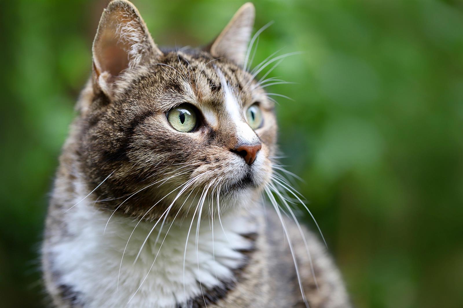 Championnat International des Chats de race