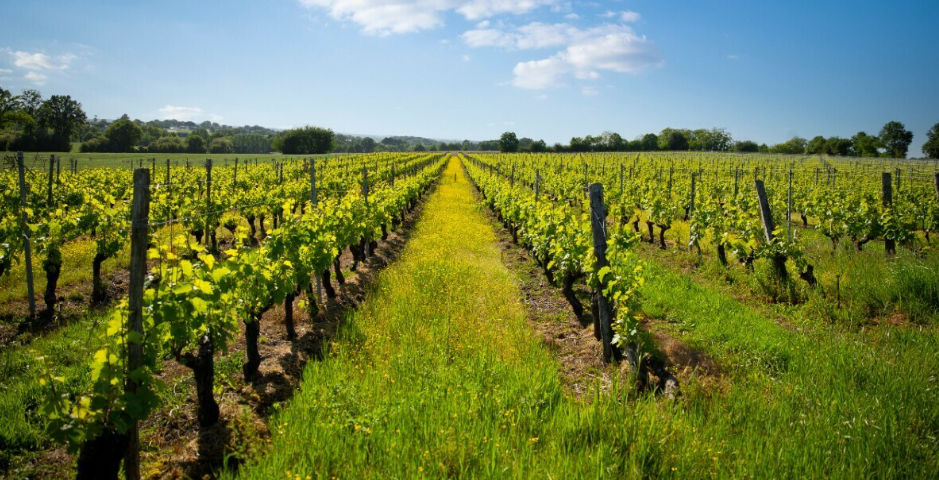 Les portes ouvertes de Montagne-Saint-Emilion