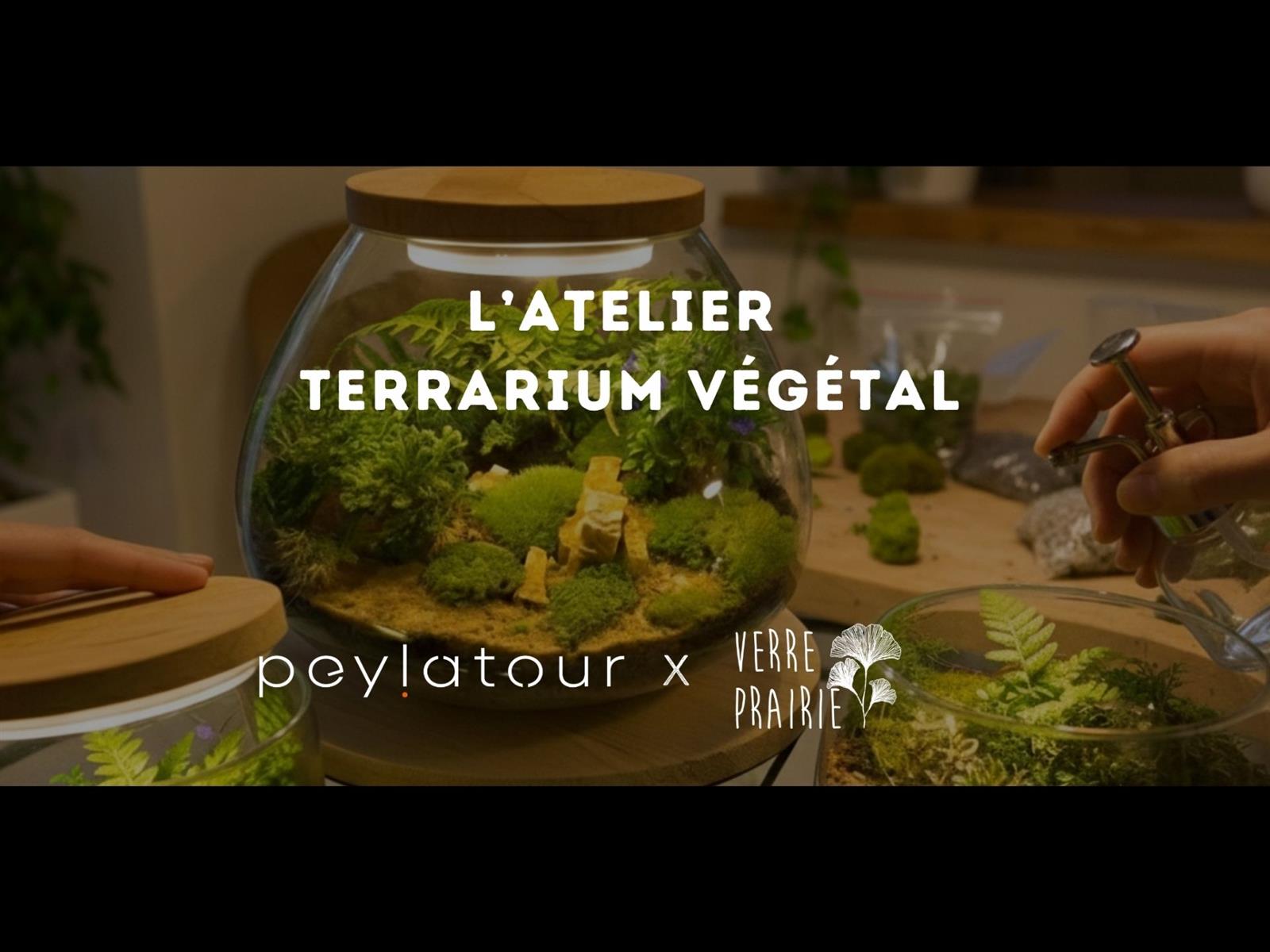 Atelier terrarium végétal