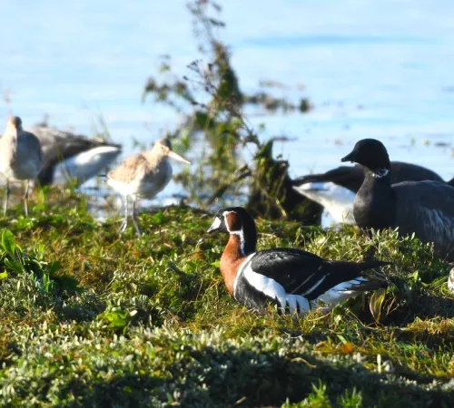 L'odyssée des oiseaux migrateurs