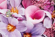 Visite libre : La folle histoire des fleurs