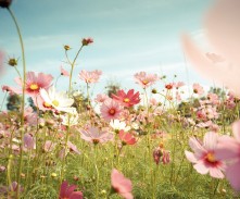 VISITE ACCOMPAGNÉE : SECRETS DES FLEURS ET DES ...