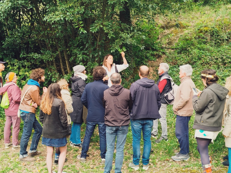 Sortie plantes sauvages comestibles