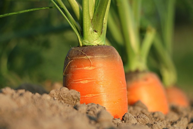 Les Jardins partagés ... - Crédit: Pixabay. | CC BY-NC-ND 4.0
