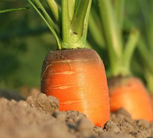 Les Jardins partagés par Saint Avive le Jardin'gue
