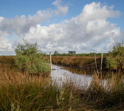 Vis ma vie de gestionnaire de la Réserve ornithologique du Teich