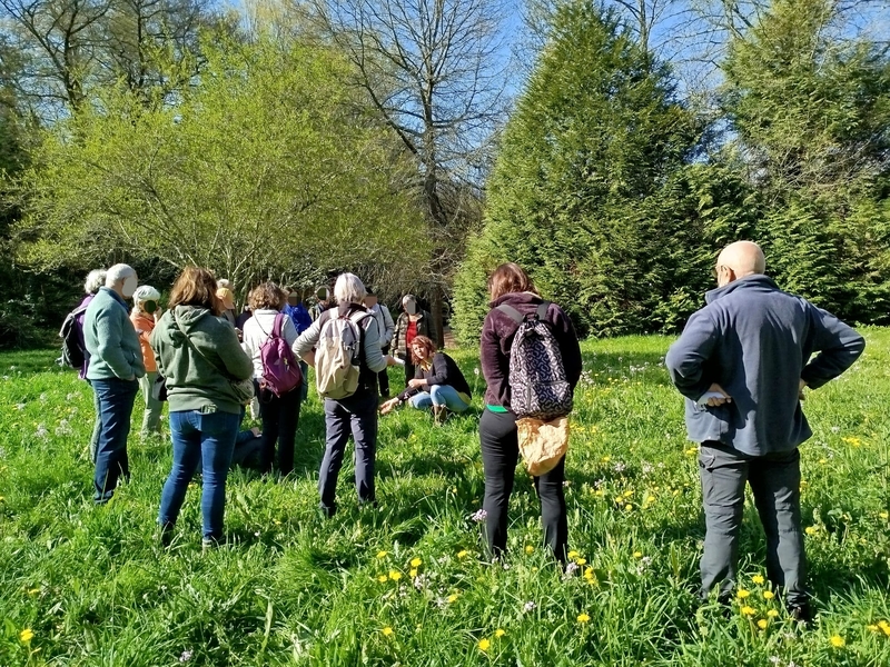 Sortie plantes sauvages comestibles