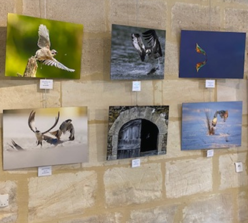 Exposition photo "A chacun son Terres d'Oiseaux"