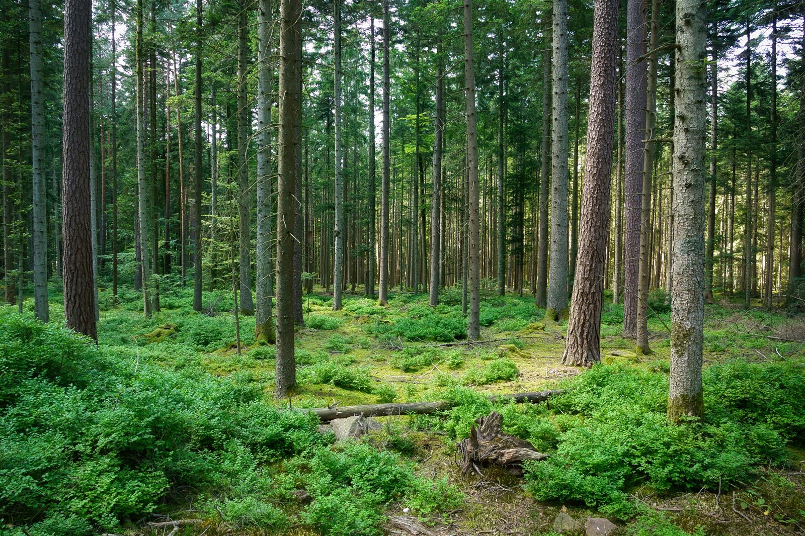 Rendez-vous nature : Bain de Forêt