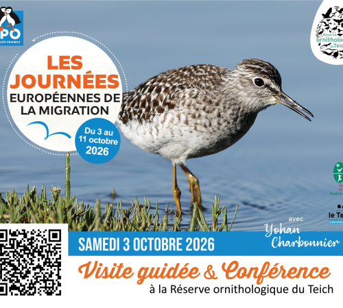 Conférence : « Identifier, suivre et préserver : le rôle du baguage dans l’étude des oiseaux »
