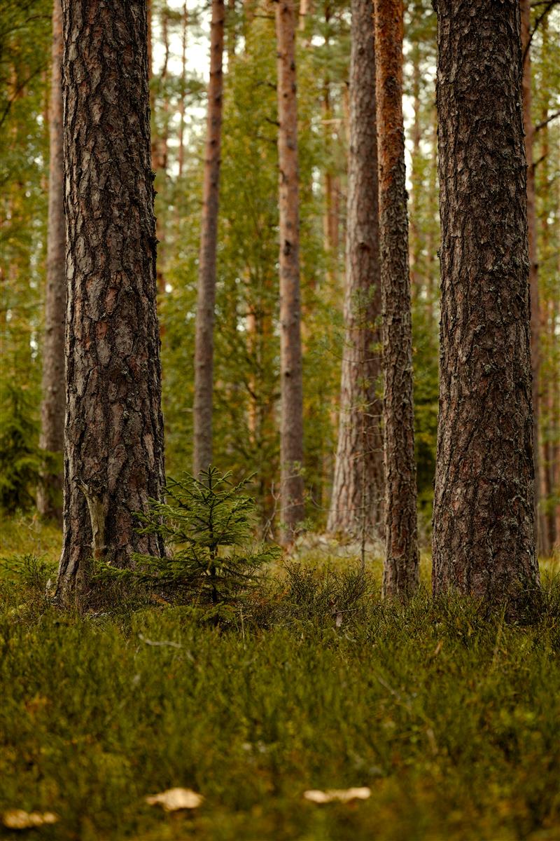 Rendez-vous nature : Bin de forêt