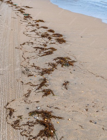 La valse des vagues