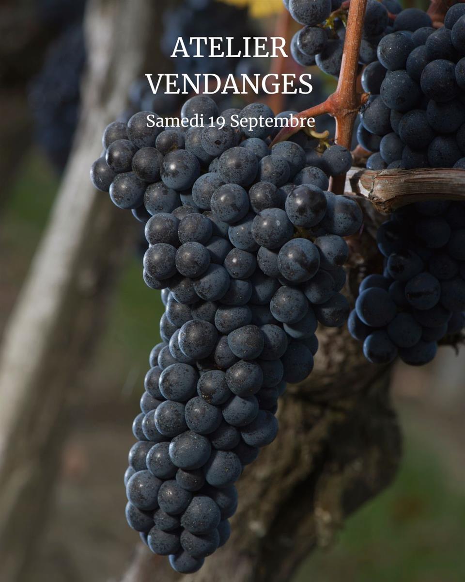 Atelier Vendanges aux Vignobles Chatonnet
