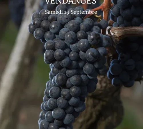 Atelier Vendanges aux Vignobles Chatonnet