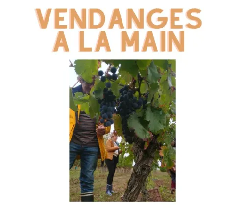 Journée vendange au Château Haut-Pradot