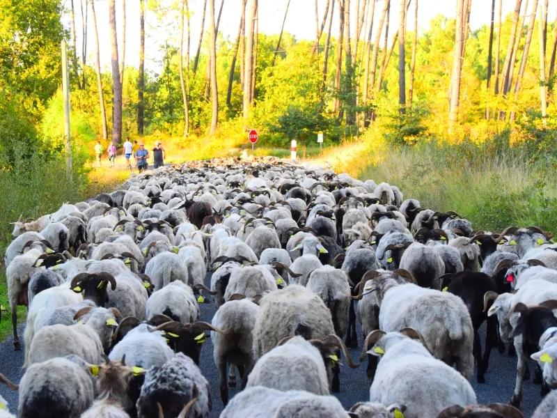 La route de la transh ... - Crédit: EF - OT du Bazadais | CC BY-NC-ND 4.0
