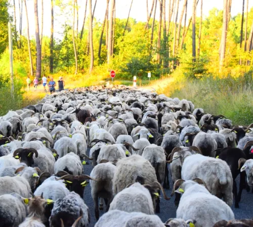 La route de la transhumance passe par Lartigue