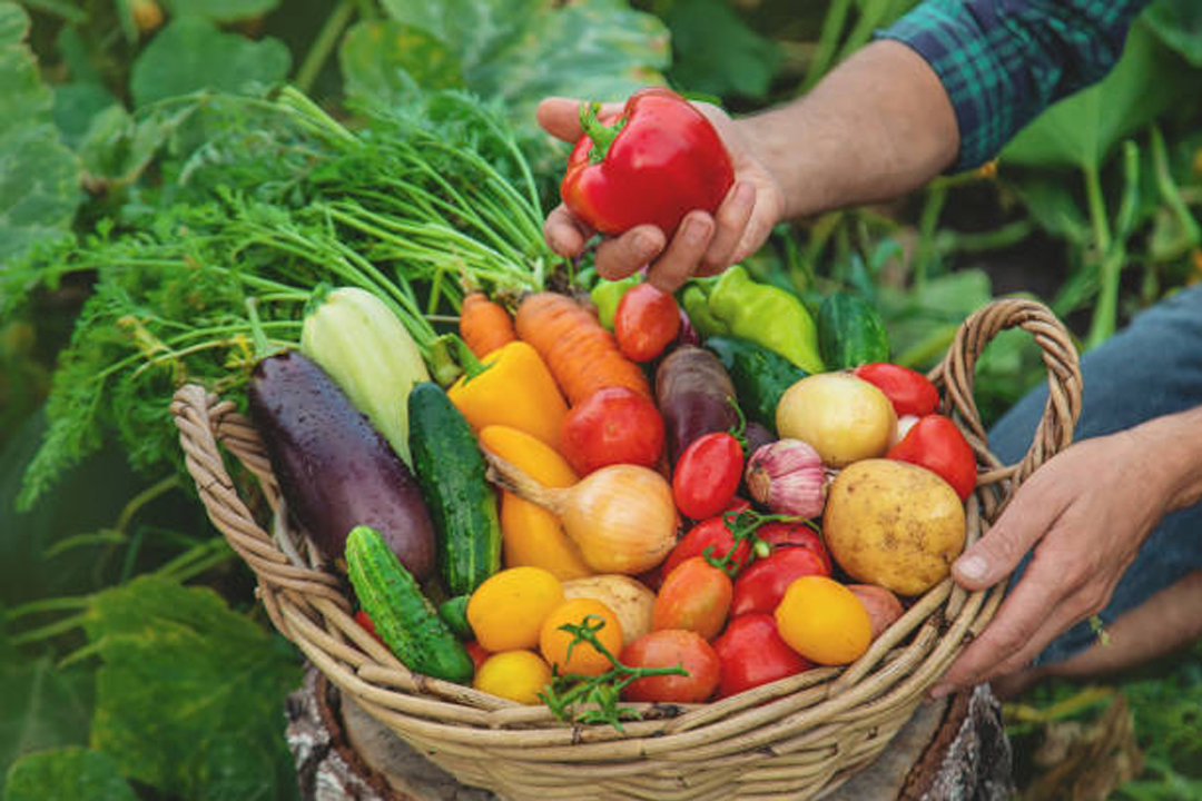 Ateliers de permaculture