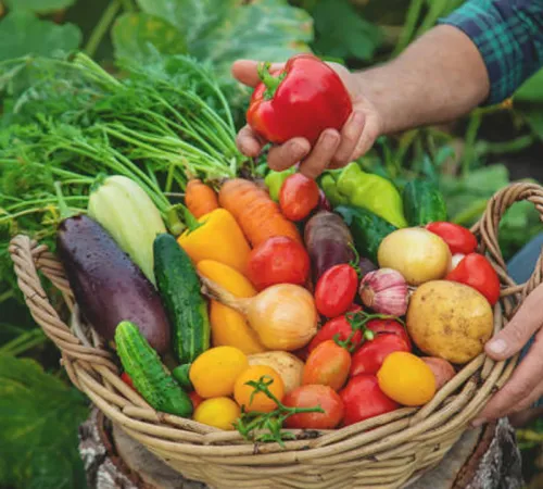 Ateliers de permaculture