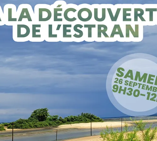 À la découverte de l’estran
