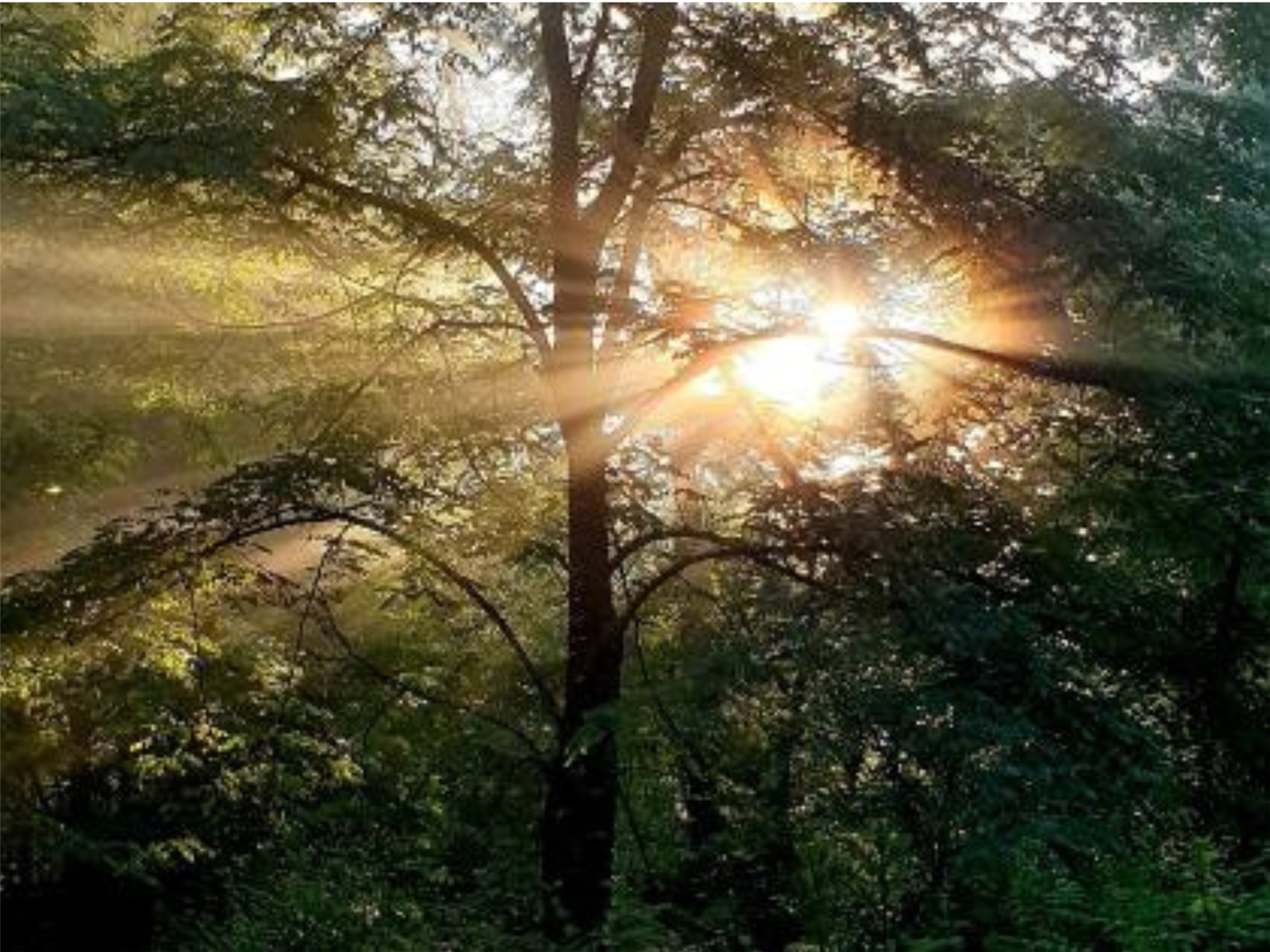 Bain de forêt à BLASIMON