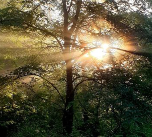 Bain de forêt à BLASIMON