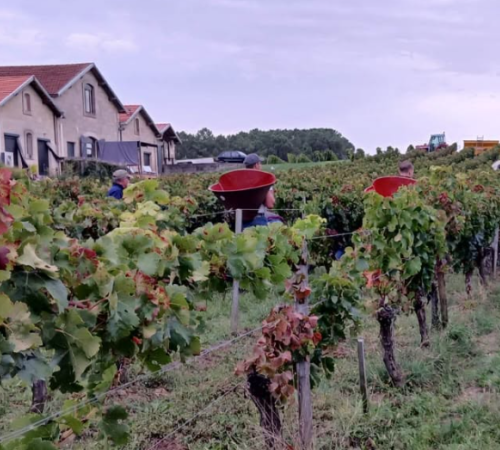 Fête des vendanges au vignoble Au pas du Cheval