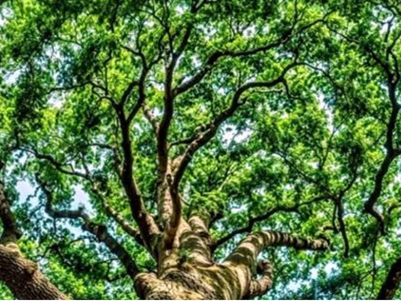 Bain de forêt - Crédit: Gironde Le département | CC BY-NC-ND 4.0