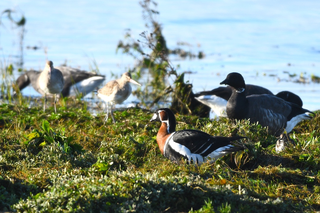 L'odyssée des oiseaux migrateurs