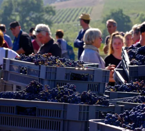 Journée vendanges au Château Réaut