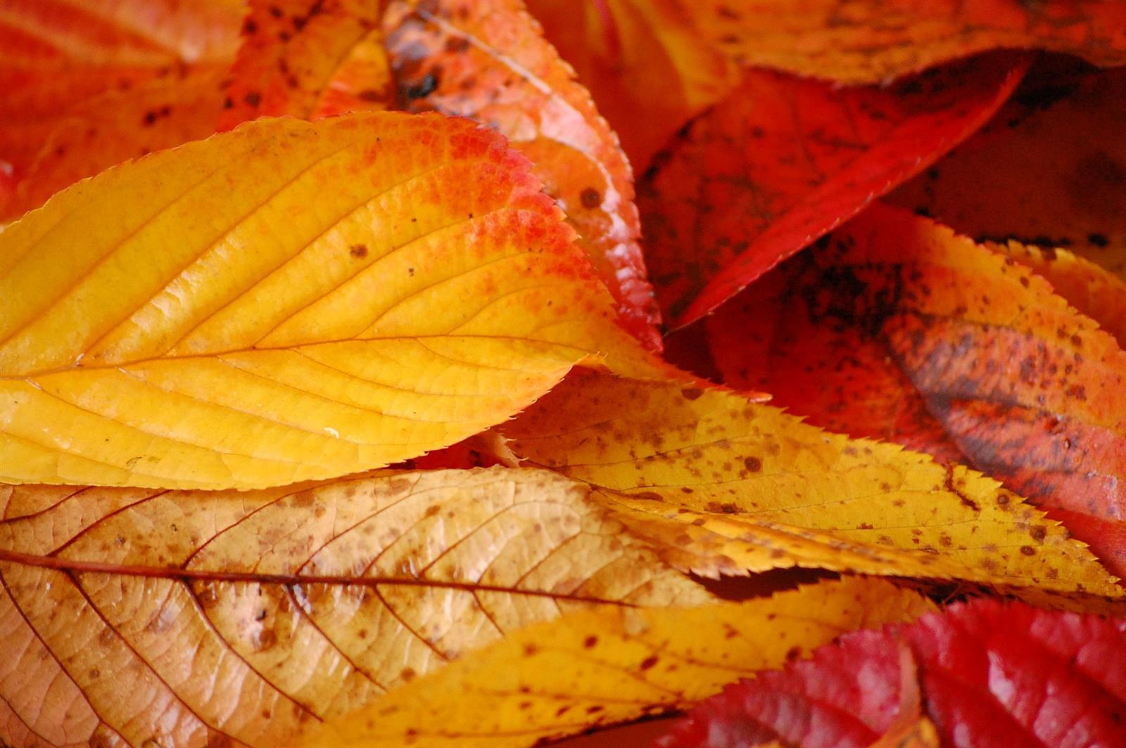 Soirée aux couleurs de l'automne à l'Art en Pa ...