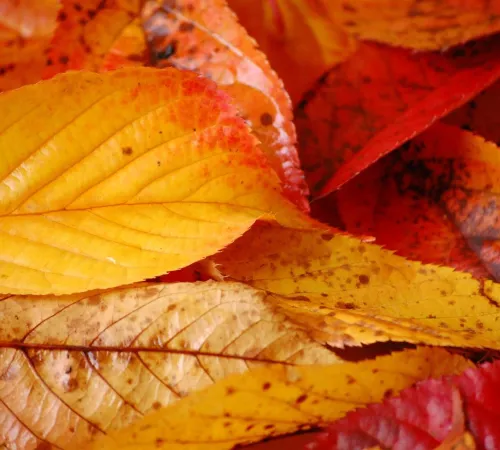 Soirée aux couleurs de l'automne à l'Art en Partage