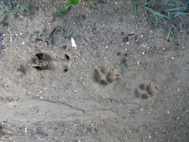 Sur les traces des an ...