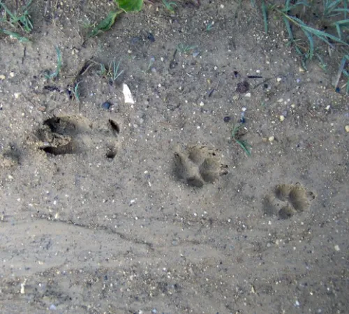 Sur les traces des animaux