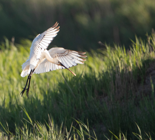 Visite guidée de Terres d'Oiseaux